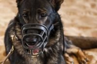 Animales en conflictos: hacia una protección jurídica efectiva