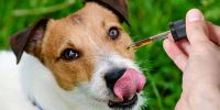 CBD para perros: usos, evidencia científica y recomendaciones