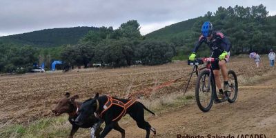 Campeonato de España de mushing, Ólvega 2025