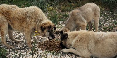 Adoptar de perrera; comida natural o pienso;... Adoptar de perrera; comida natural o pienso;...
