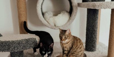 Mi gato mejor si está controlado en casa