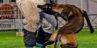 Más de cuarenta perros en la Copa de España Más de cuarenta perros en la Copa de España