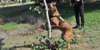 Torrejón adjudica por 18.200 euros la formación de su Unidad Canina