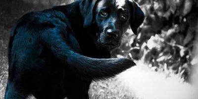 Mi perro se muerde la cola Mi perro se muerde la cola