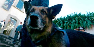 30 años de perros incorruptibles contra los narcos 30 años de perros incorruptibles contra los narcos