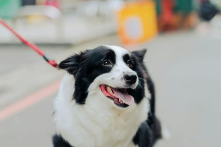 Tira de la corea; no cumple estándar de la raza; perros guardianes...