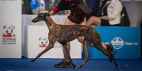 Handler, paseando con amor por el ring