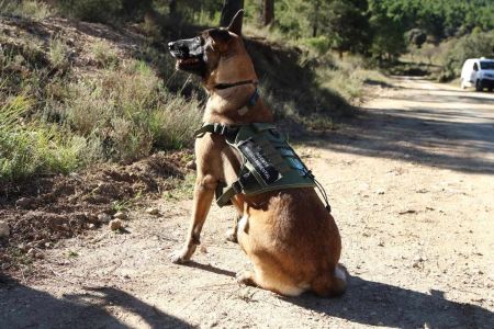Los perros de la unidad canina contra el veneno de Murcia se van al paro