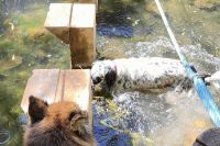 Perro perdido, ¿lo cubre el seguro?; mal aliento; no le gusta el agua