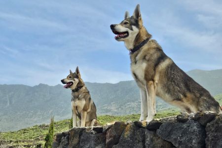 Lobito herreño, recuperación con futuro