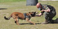 El uso partidista de los perros de caza ante la futura ley animal