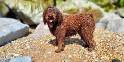 El polivalente perro de agua español