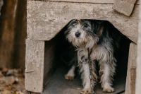 Ni injuria, ni calumnia, no todo vale por los animales