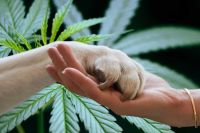 Mascotas y CBD ¿tendencia o aliado permanente?