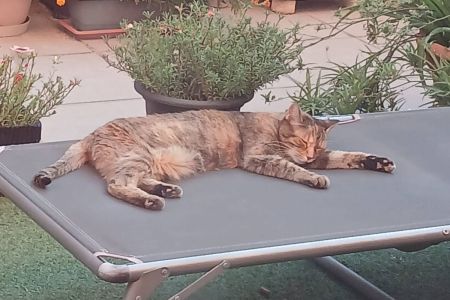 Gato mascota: ¿con quién congenia más?