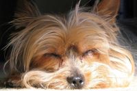 Legañas por la mañana; ¿Registrar mi perro en una sociedad canina?; ¿collares educativos prohibidos?;