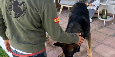 Marcos Ferré: “Lo que come un perro y cuándo lo come es más importante incluso que el propio entreno” Marcos Ferré: “Lo que come un perro y cuándo lo come es más importante incluso que el propio entreno”