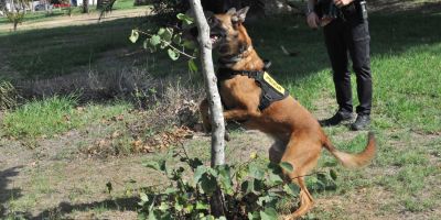 Torrejón adjudica por 18.200 euros la formación de su Unidad Canina