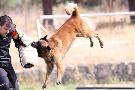 Los perros con más instinto del mundo se dan cita en España