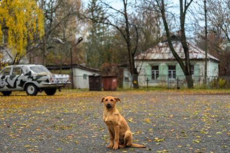Perros de Chernóbil: una oportunidad perdida