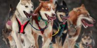 Mushing: la fusión entre el hombre y el perro