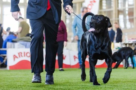 Pep Gonella, una bestia en el ring