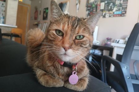 Gato mascota: ¿con quién congenia más?