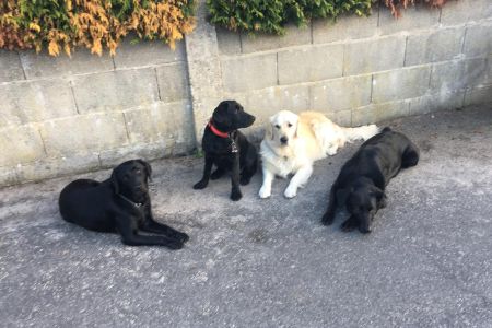 La Federación Española de Deportes de Obediencia Canina: un sueño hecho institución