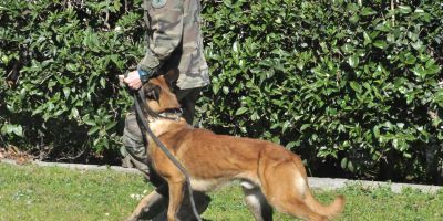 Defensa rechaza pienso de Royal Canin por no ser adecuado para sus perros