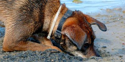 Los perros pueden detectar petróleo reciente frente a bolas de chapapote antiguas