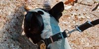 Clasificación de razas de perros según la FCI