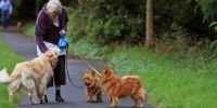 Residencias geriátricas ¿“pet friendly” o imperativo legal?