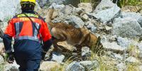 Los perros de rescate aprenden en Ferrol