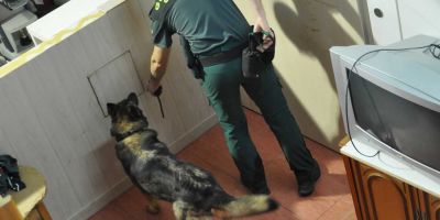 Sami, el pastor alemán al que no se le escapa ni una “mordida” Sami, el pastor alemán al que no se le escapa ni una “mordida”