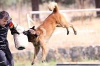 Los perros con más instinto del mundo se dan cita en España