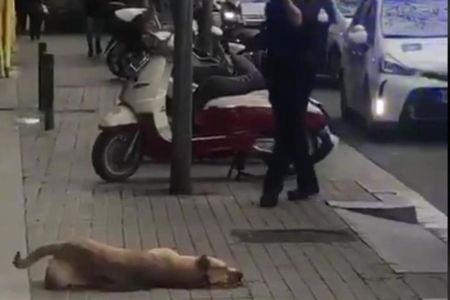 ¿Es efectiva o no la formación policial sobre comportamiento canino?