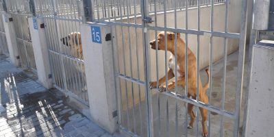 Nadie quiere ser adiestrador canino en Valladolid