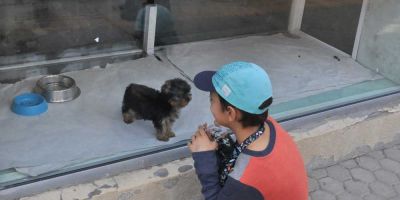 Los vendedores de perros tendrán que estudiar