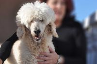 Caniche, el perro que más torsión de estómago sufre