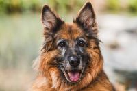 Resolvemos tus dudas: perro de orejas caídas; complemento para sénior; vivir en jaulas...