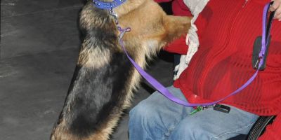 Cómo evitar que tu perro “salte encima” al saludarte Cómo evitar que tu perro “salte encima” al saludarte