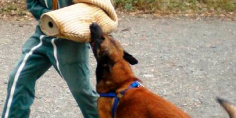 Los nuevos 'perros guardianes' que blindarán las fronteras de EEUU