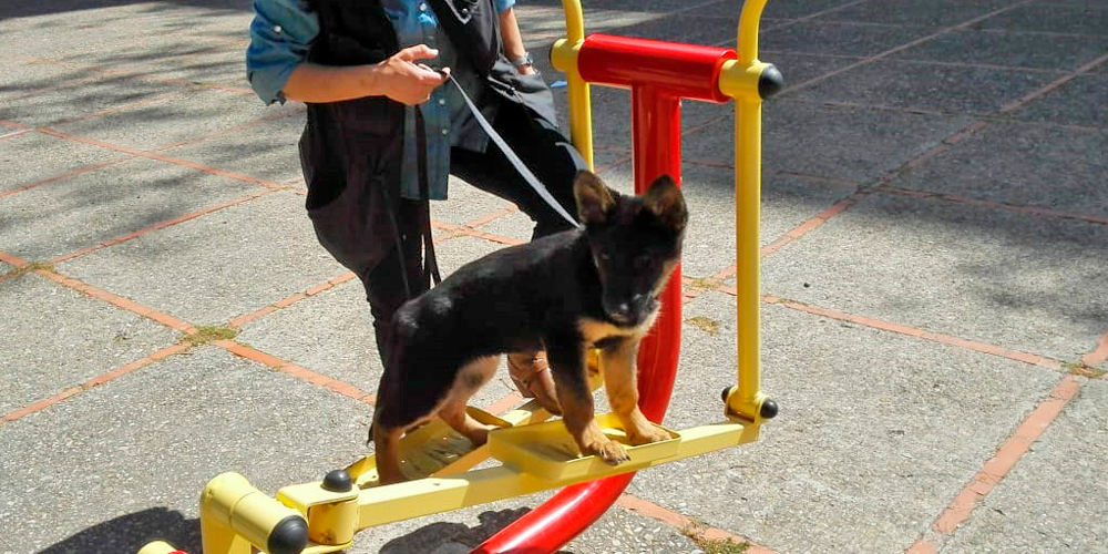 cachorrospracticas