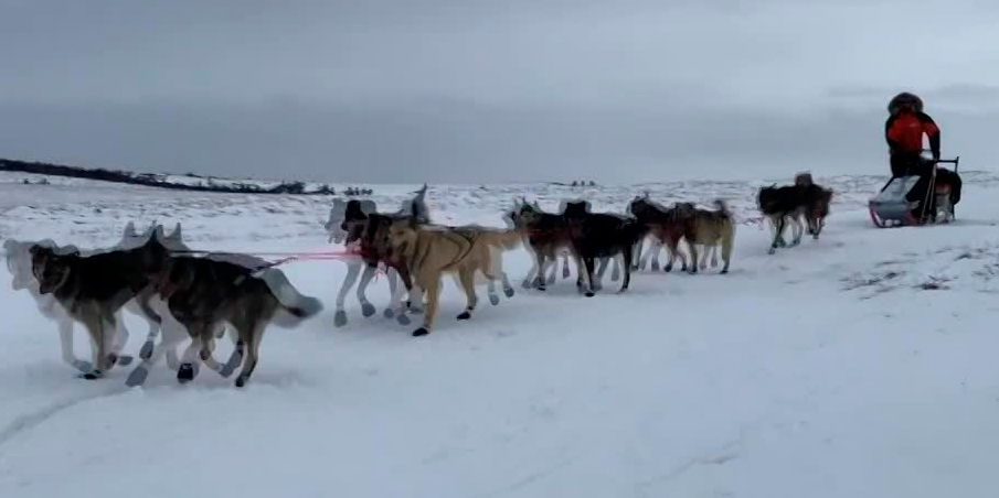 iditarod