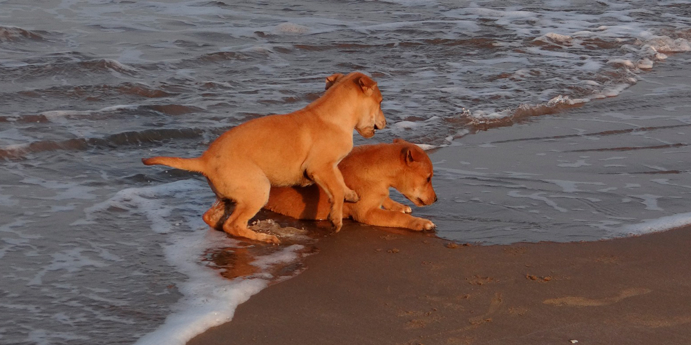 10 animales cuyo esperma vale la pena congelar