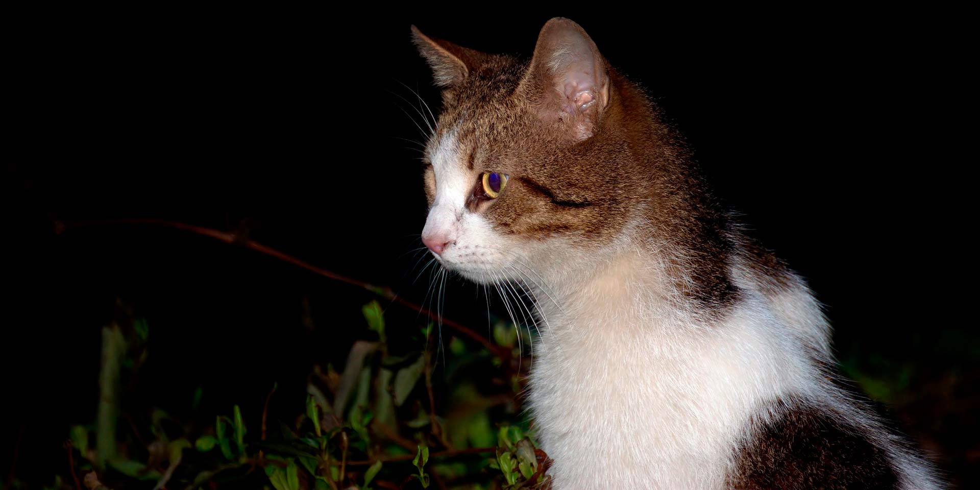 Trampas para Gatos: Seguras y Respetuosas del Bienestar Animal