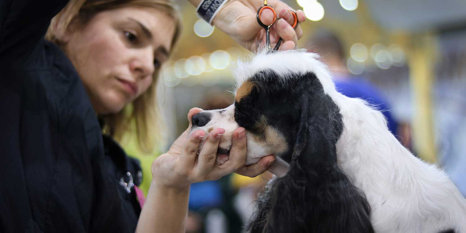 PELUQUERO CANIN0