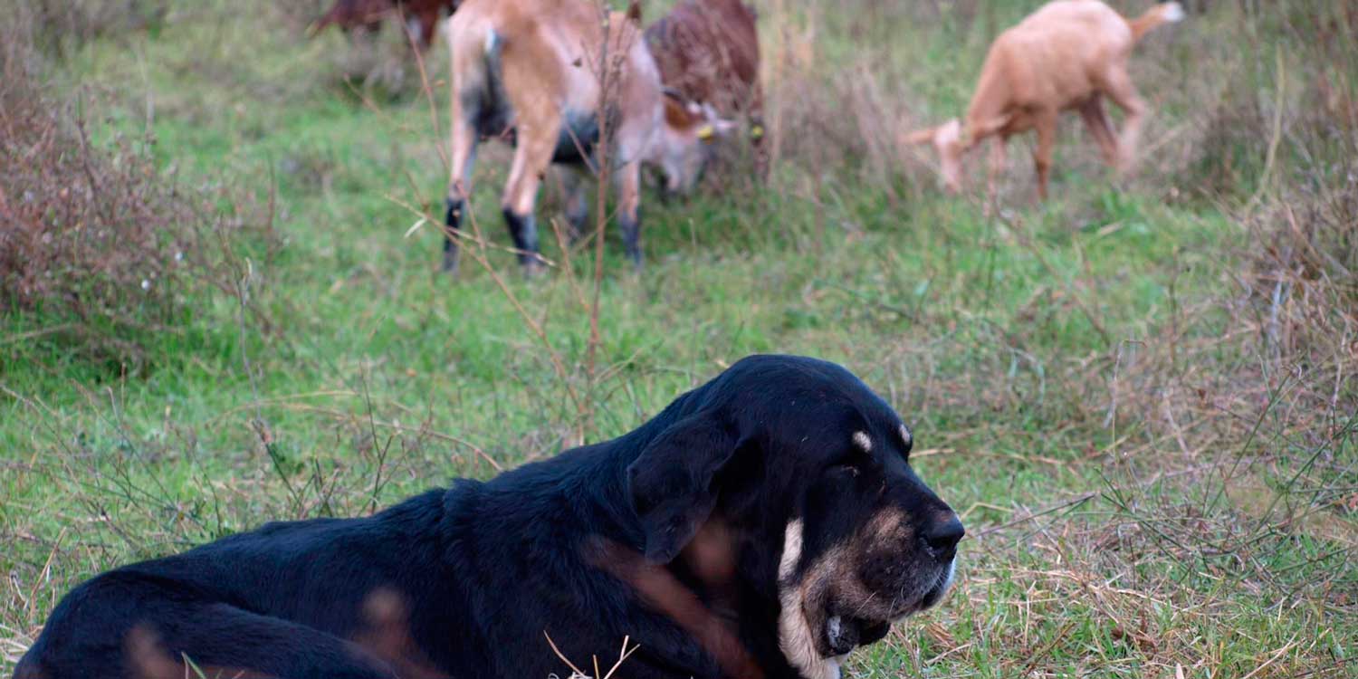 mastín español con cabras