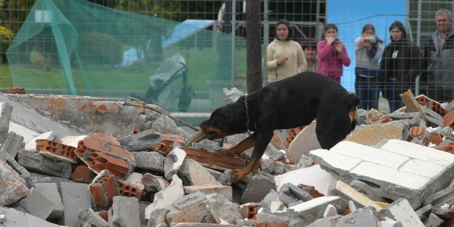 perros de trabajo