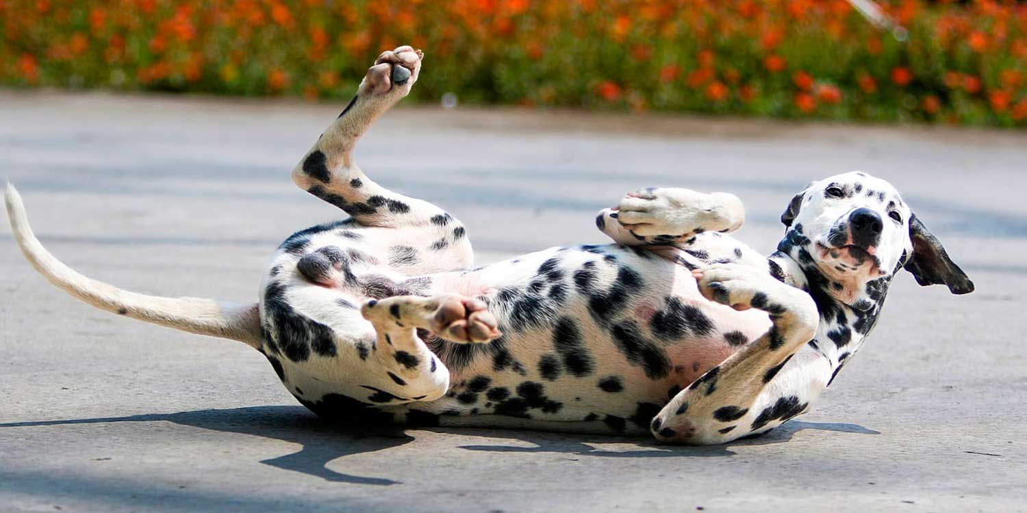 dalmata